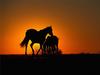 Thoroughbred Horses at Sunset Versailles, Kentucky