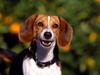 Regal Beagle (Dog)
