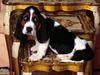 Table Topper, Basset Hound Dog
