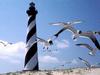 Cape Hatteras Lighthouse, North Carolina (Black-headed Gulls)