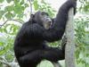 Chimpanzee, Gombe National Park, Tanzania, Africa