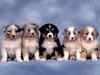 Fluffy Five Shepherd Puppies
