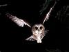 Saw-Whet Owl -- northern saw-whet owl (Aegolius acadicus)