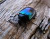 Alexander Beetle 1