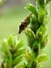 알락수염노린재, Dolycoris baccarum, Sloe Shieldbug / Sloe Bug