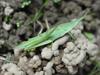섬서구메뚜기(Atractomorpha lata) 한쌍 - Smaller long-headed grasshoppers (mating pair)
