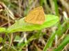 극남노랑나비 Eurema laeta (Spotless Grass Yellow Butterfly)