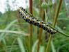 나비 애벌레 -- 고추맵시밤나방 유충