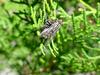 쉬파리 종류의 짝짓기 -- 검정볼기쉬파리 Helicophagella melanura (flesh fly)