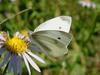 배추흰나비 Artogeia rapae (Common Cabbage White Butterfly)