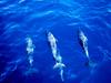 Pantropical spotted dolphins