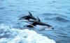 Pacific White-sided Dolphins (Lagenorhynchus obliquidens)