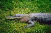 American alligator (Alligator mississippiensis)