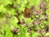 작은주홍부전나비 Lycaena phlaeas (Small Copper Butterfly)