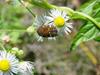 개망초 위의 풍뎅이 한마리 -- 풀색꽃무지(애초록꽃무지) Gametis jucunda (Citrus Flower Chafer)