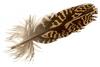 Feather of Otis tarda