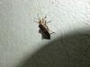 허리노린재 한마리 --> 꽈리허리노린재 Acanthocoris sordidus (Winter Cherry Bug)