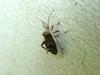 허리노린재 한마리 --> 꽈리허리노린재 Acanthocoris sordidus (Winter Cherry Bug)