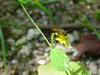 꽃등에 한마리 -- 호리꽃등에 Episyrphus balteatus (Marmelade hoverfly)