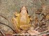 북방산개구리 Rana dybowskii (Dybowski' s Brown Frog)