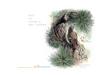 [Indian Ink Painting - China] Eurasian Tree-creeper (Certhia familiaris)