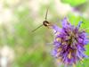 꽃등에 한마리 -- 호리꽃등에 Episyrphus balteatus (Marmelade hoverfly)