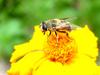 대형 꽃등에 한마리 -- 배짧은꽃등에 Eristalis cerealis (Hoverfly)