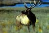 Bull Elk (Cervus elaphus)
