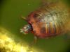 청거북 Trachemys scripta elegans (Red-eared Pond Slider Turtle)