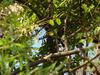 큰오색딱다구리 Dendrocopos leucotos (White-backed Woodpecker)