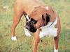 복서 Canis lupus familiaris (Boxer)