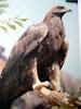 검독수리 Aquila chrysaetos (Golden Eagle)