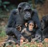 침팬지 (동물이름사전)