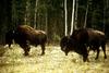American Bison herd (Bison bison)