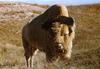 [Albino] American Bison bull (Bison bison)