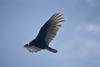 Turkey Vulture (Cathartes aura)  in soaring