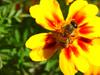 꿀벌(양봉) Apis mellifera (Western Honeybee)