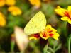 남방노랑나비 Eurema hecabe (Common Grass Yellow Butterfly)