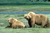 Grizzly Bear pair (Ursus arctos horribilis)