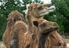 Dromedaries' couple