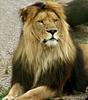 Lion male