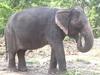 태국 코끼리 II