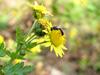 금국 꽃위의 작은 벌 종류 (tiny bee)