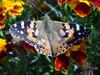 작은멋쟁이나비 Cynthia cardui (Painted Lady Butterfly)
