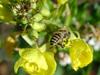 한봉??? 토종꿀벌처럼 보입니다. -- Asiatic honey bee (Apis cerana cerana)