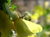 꼬마꽃등에 종류 -- 쟈바꽃등에 Allograpta javana (Javan hoverfly)
