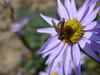 작고 예쁜 꽃등에 한마리 - 어리대모꽃등에 Volucella pellucens / Syrphidae 꽃등에과 / Diptera 파리목