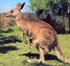 kangaroo mother and cub