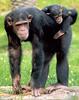 chimpanzee mother and cub