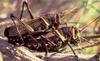 Locuster (grasshopper) pair in mating....
